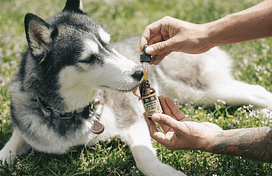 giving CBD oil to dog