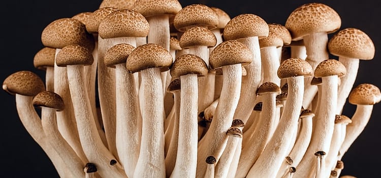 fungi shrooms